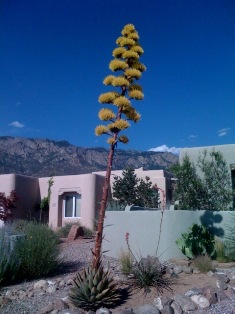 century plant